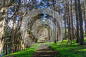 Trail in a Cypress trees forest, Fitzgerald Marine Reserve, Moss Beach, California