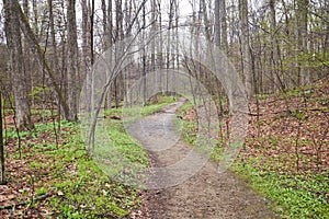 Trail through Deciduous Forest in Spring