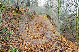 trail in a dense forest in autumn