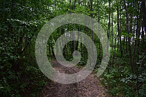 Trail. Dense mixed woodland. Green grass. In the shade of tree branches