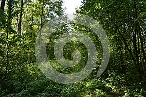 Trail. Dense mixed woodland. Green grass. In the shade of tree branches