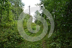 Trail. Dense mixed woodland. Green grass. In the shade of tree branches