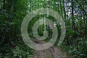 Trail. Dense mixed woodland. Green grass. In the shade of tree branches