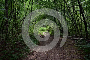 Trail. Dense mixed woodland. Green grass. In the shade of tree branches