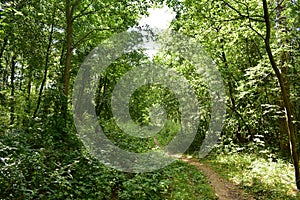 Trail. Dense mixed woodland. Green grass. In the shade of tree branches