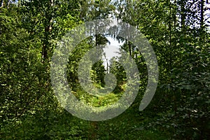 Trail. Dense mixed woodland. Green grass. In the shade of tree branches