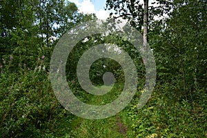 Trail. Dense mixed woodland. Green grass. In the shade of tree branches