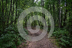 Trail. Dense mixed woodland. Green grass. In the shade of tree branches