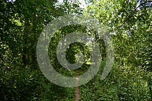 Trail. Dense mixed woodland. Green grass. In the shade of tree branches