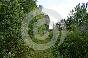 Trail. Dense mixed woodland. Green grass. In the shade of tree branches