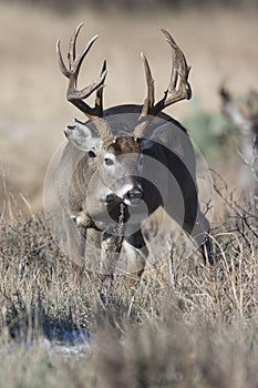 On the trail for doe