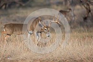 On the trail for doe in heat