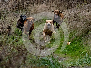 Trail Dogs running fast in meadow, golden retriever, chesapeake, border collie