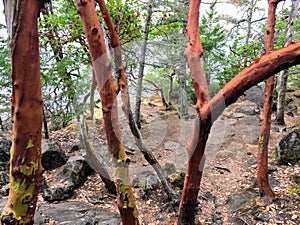 A trail in east sooke regional park full of arbutus trees otherwise known as Arbutus menzeisii photo