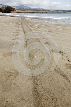 Trail from Elephant Seal on Ocean Shore Sand