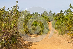 Trail with Esteva flowers and pines in Vale Seco, Santiago do Ca