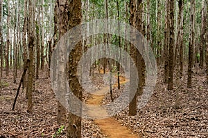 A trail through Eucalyptus trees