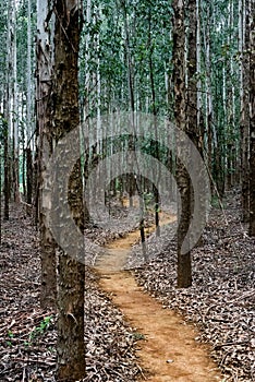 A trail through Eucalyptus trees