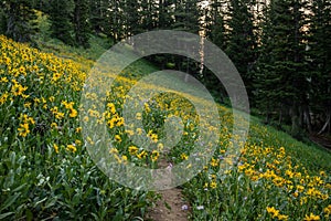 Trail Fades Into Sloping Field of Sunflowers