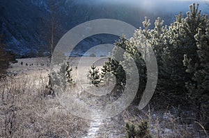 The trail through a field of frosted grass against a background of pine trees in the morning light and backlit conditions, Altai m