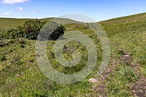 Trail in the field with Typical vegetation with trees, bushes and grass