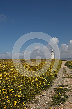 The trail through the flowering yellow field to the beautiful li