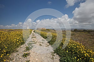 The trail through the flowering yellow field to the lighthouse