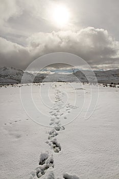 Trail of footprints in winter landscape and sun photo