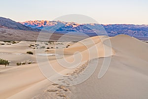 Footsteps on Mequite Flats Sand Dunes