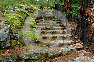 Trail in forest