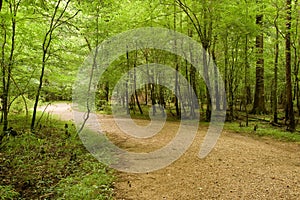 Trail in the forest