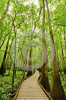 Trail in the forest