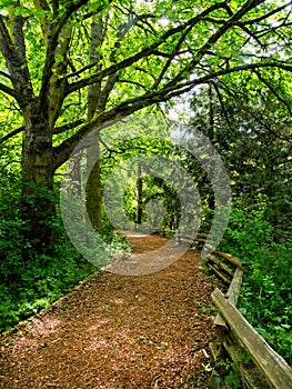 Trail in the forest