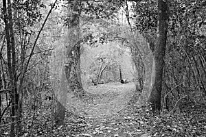 Trail through a forest