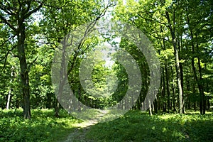 Trail through forest