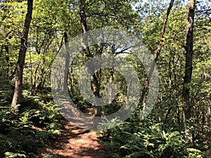 Trail through the forest around Beerze