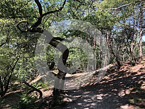 Trail through the forest around Beerze