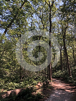 Trail through the forest around Beerze