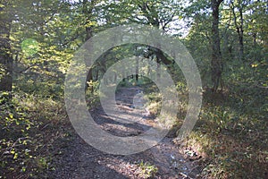 Trail in the forest in autumn, landscape of road in scenic nature at fall and colorful trees