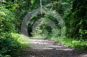 Trail in the forest photo