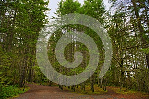 Trail with forest foliage in Vancouver Island, BC, Canada