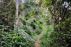 A trail through a forest jungle trees