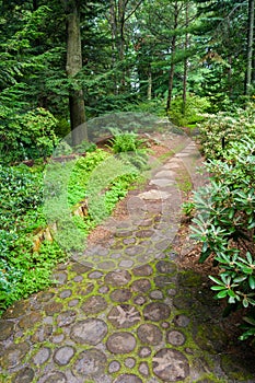 Trail through a forest photo