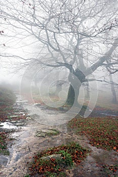 Trail in the forest in rainy day