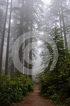 Trail in the forest, Redwood National Park, California USA