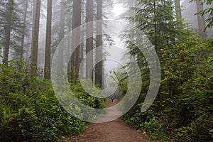 Trail in the forest, Redwood National Park, California USA