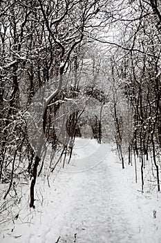 Trail in forest with snow. Winter landscape. Lillian Anderson Arboretum in Kalamazoo Michigan