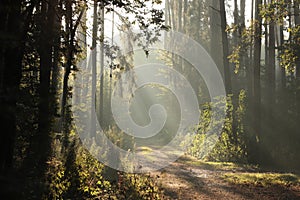 trail through the forest on a sunny autumn morning country road woods foggy rays of sun pass branches conifers and fall into