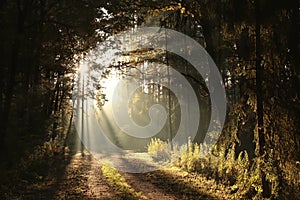 trail through the forest on a sunny autumn morning country road woods foggy rays of sun pass branches conifers and fall into