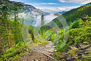 Trail Forest Tatra Mountains Carpathians